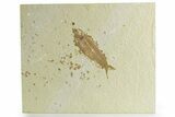Fossil Fish (Knightia) - Wyoming #363798-1